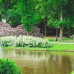 Rhododendron Parken Brønderslev